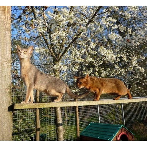 LA CHATTERIE DES ABYSSINS Saint-Gaudens, chatterie d'élevage de chats abyssins du vianey et somalis à Saint Gaudens.