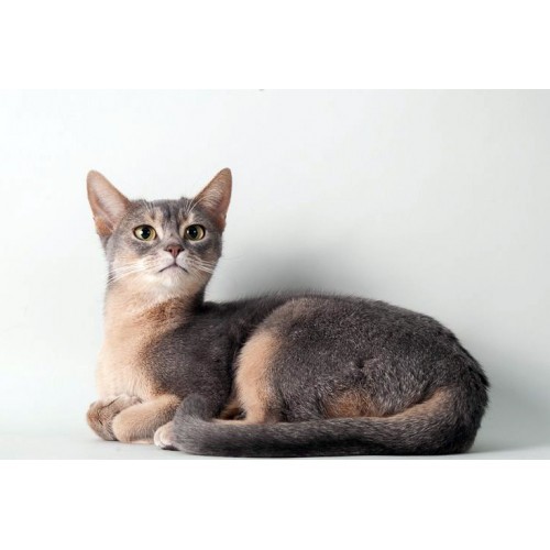 LA CHATTERIE DES ABYSSINS Saint-Gaudens, chatterie d'élevage de chats abyssins du vianey et somalis à Saint Gaudens.
