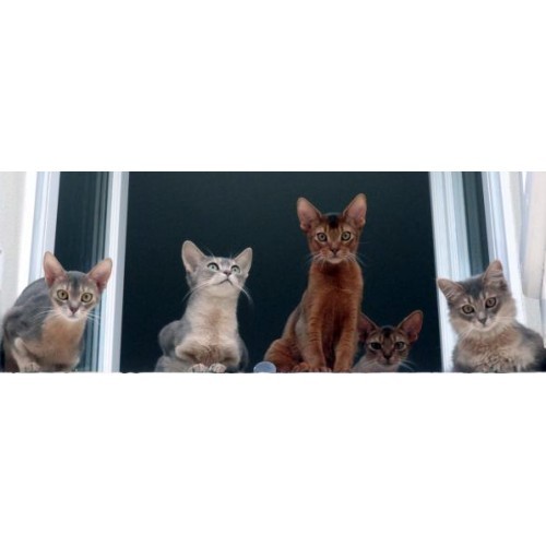 LA CHATTERIE DES ABYSSINS Saint-Gaudens, chatterie d'élevage de chats abyssins du vianey et somalis à Saint Gaudens.